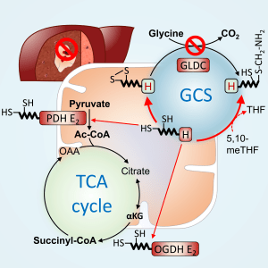 TUMOUR GROWTH MAINTAINED BY MITOCHONDRIAL PROTEIN LIPOYLATION: THE ROLE OF GLYCINE DECARBOXYLASE