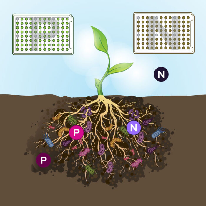 RhizoPlates for Microbial Selection in Sustainable Agriculture