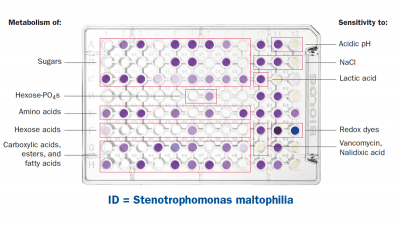 Microbial Identification - TECHNOPATH