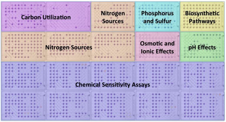 Phenotype MicroArray Plate