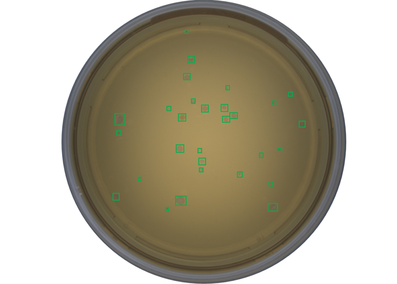 Microbial Phenotype