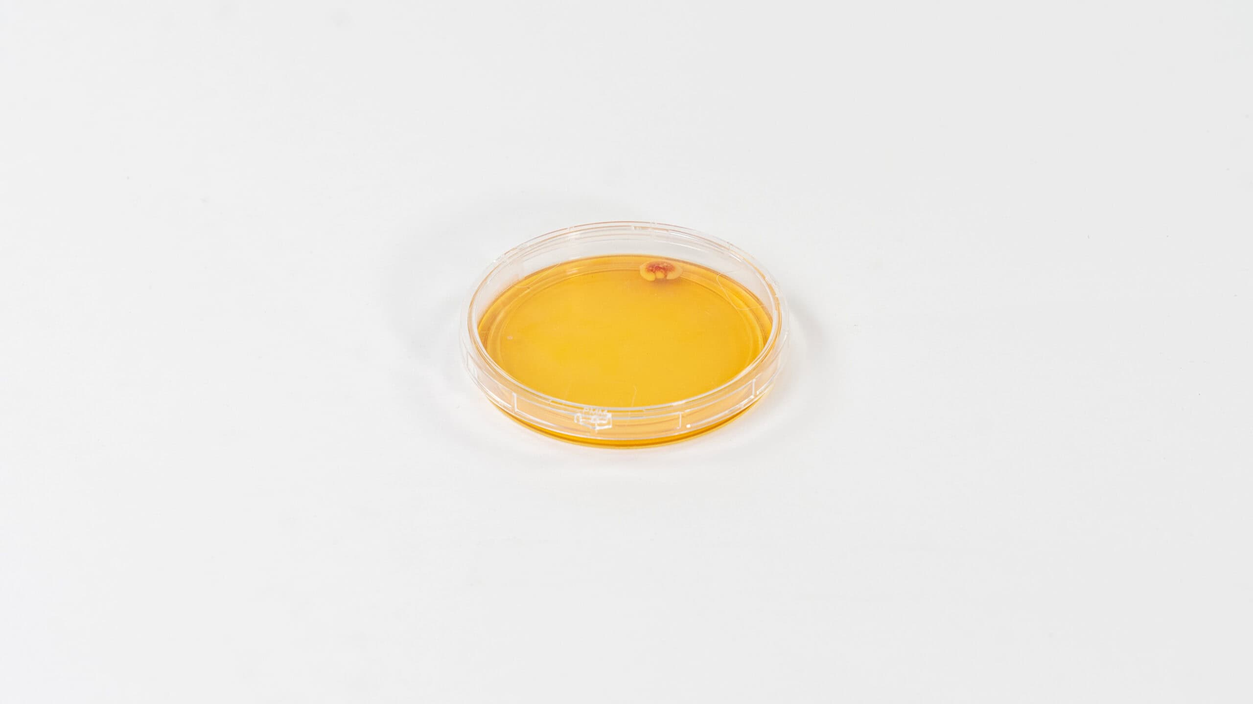 Generate images of petri dishes that cover 100% of the surface with the lid on