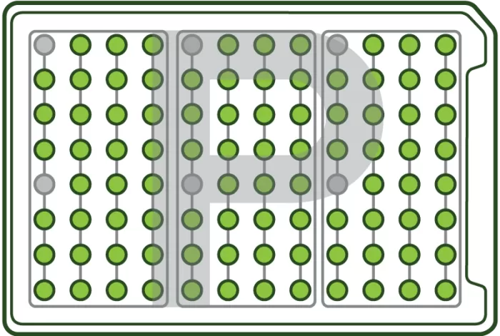 RhizoPlate-P-2