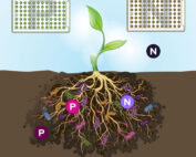 Biolog RhizoPlates